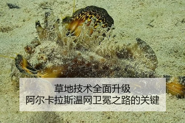 草地技术全面升级 阿尔卡拉斯温网卫冕之路的关键