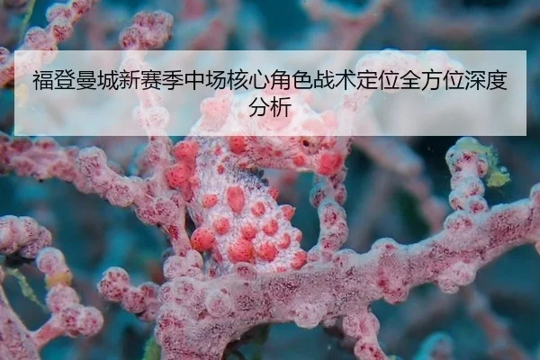 fu-deng-man-cheng-xin-sai-ji-zhong-chang-he-xin-jue-se-zhan-shu-ding-wei-quan-fang-wei-shen-du-fen-xi-2-993.jpg